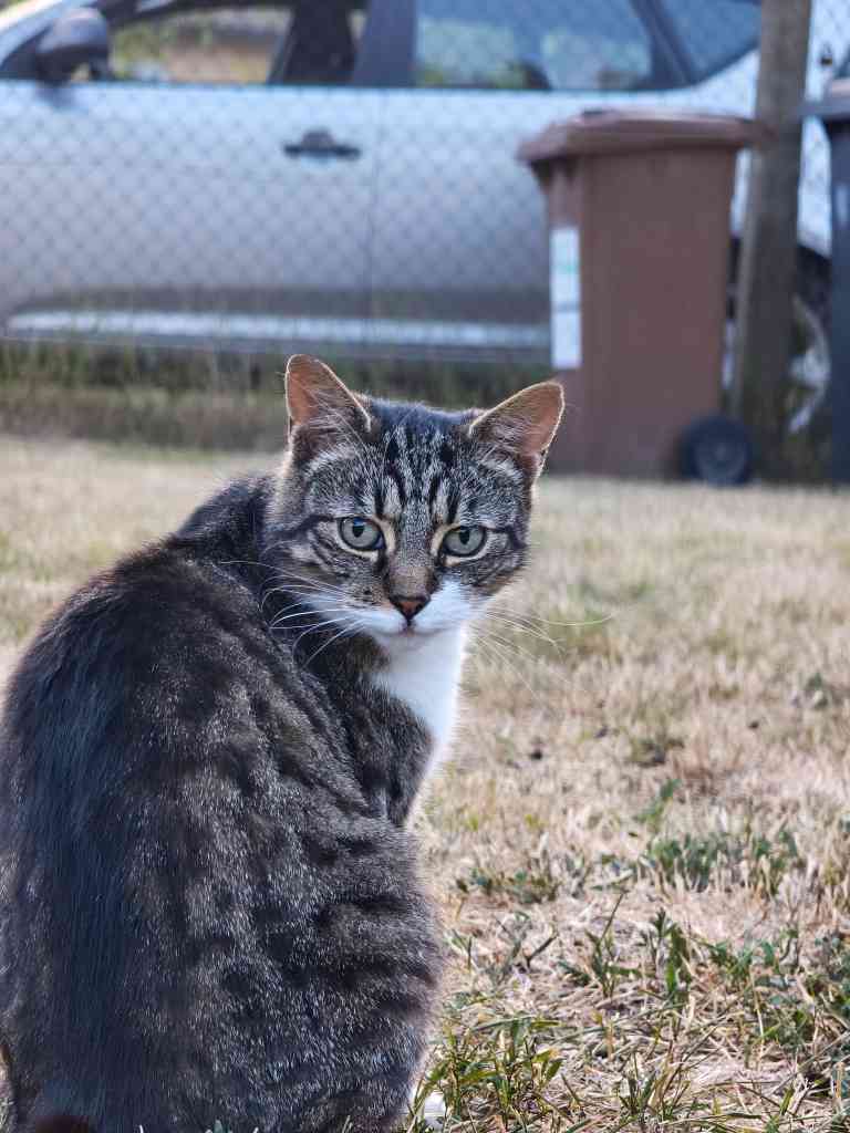 my aunts cat :3